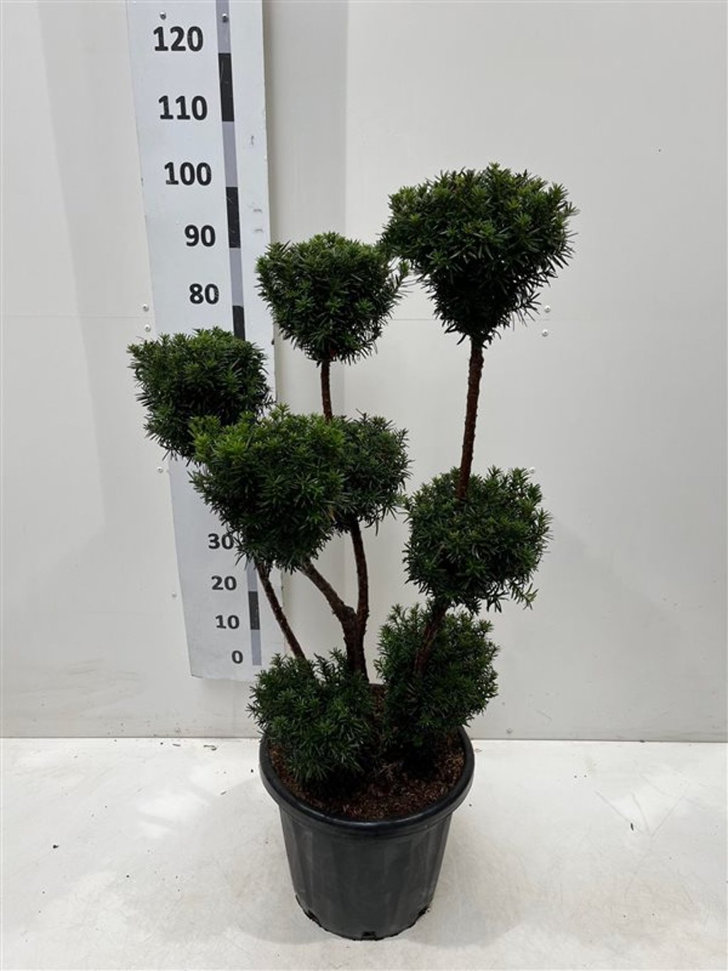 Taxus media 'Hicksii' - 80-100 CM PonPon Cont.